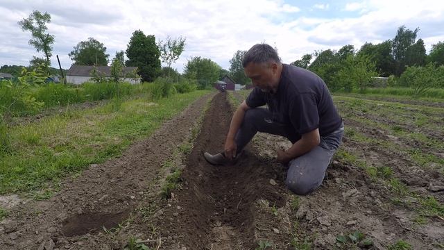 Подготовка картофельного поля к окучиванию. смотреть онлайн