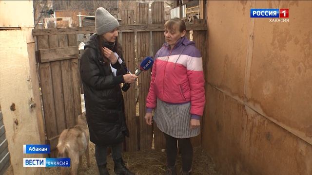 От перепёлок до павлинов: на одном из подворий в Абакане настоящий птичий рай смотреть онлайн