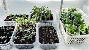 Мои посевы и всходы в феврале.. Средний Урал.