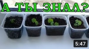 ЗЕМЛЯНИКА КРУПНОПЛОДНАЯ из семян - легко и просто!???