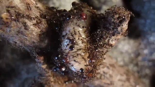 Carebara diversa и личинка Cetonia aurata смотреть онлайн