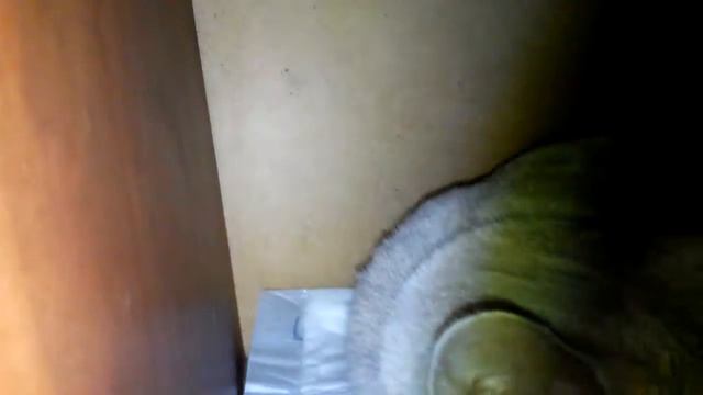 Жизнь моих тайных животных/Кейси и Мурка тв смотреть онлайн