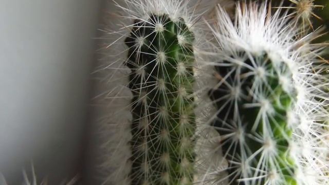Fujifilm Finepix S2950 Macro Photography смотреть онлайн