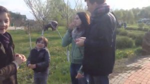 Как нужно свистеть стеблем одуванчика