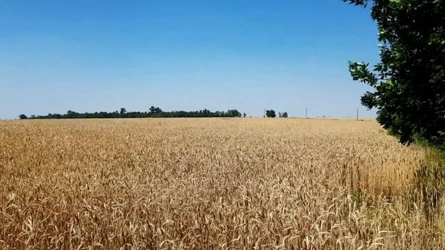 САМВЕЛ АДАМЯН ГРОМИЛА НЕ ВЫГОНЯЛА НАДЬКУ И ЖДЁТ ЕЁ НА ИГРЕНИ. КАК БbЁT ЛЕОНТЬЕВНУ смотреть онлайн