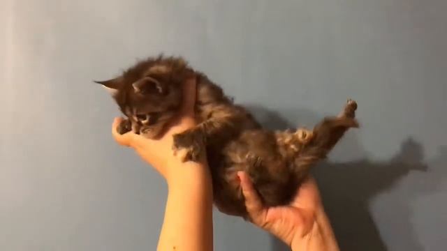 Девочка мейн кун черный тикки смотреть онлайн