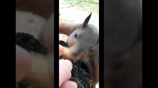 Бельчонок Рыжка наелась и прячет орехи /Кормлю бельчонка Рыжку часть 2 смотреть онлайн