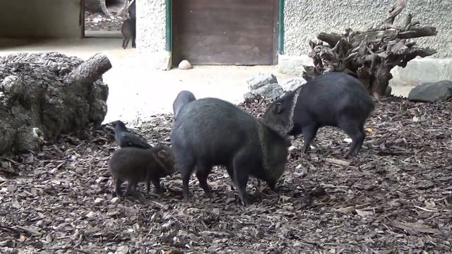 Мы в Австрии. Зоопарки Мира смотреть онлайн