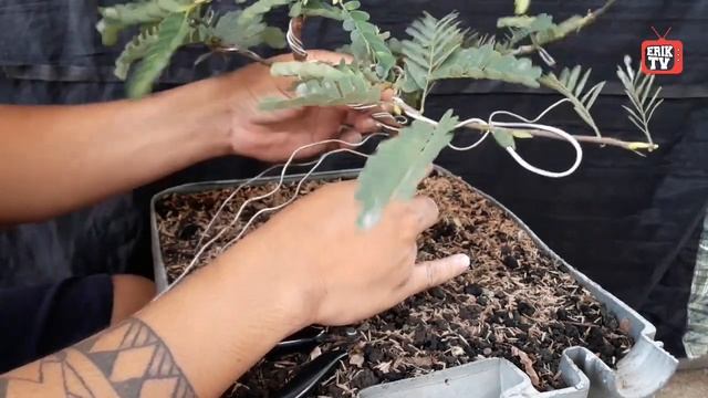 5 MONTHS OLD TAMARINDUS INDICA (SAMPALOK OR SWEET TAMARIND) | ANOTHER DAY IN BONSAI смотреть онлайн