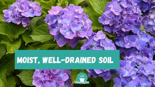 Beginner's Guide to Hydrangea Care | Lazy Gardener's Guide to Hydrangeas смотреть онлайн