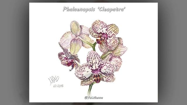 Botanical Watercolor / Ботаническая акварель