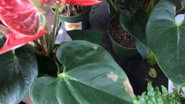 Уценённые Цветочки в Оби.Рождественская Звезда на уценке! смотреть онлайн