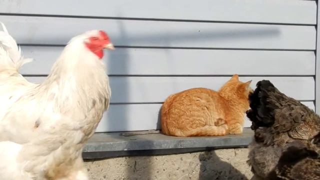 Кот Рыжик и куры  Cat Red Ryzhik Ginger Cat And Hens