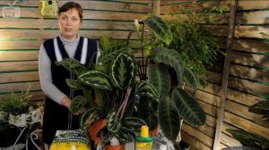 Калатея ? Уход в домашних условиях