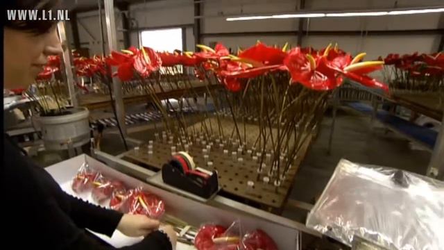 KOPlopers L1TV: Anthuriums смотреть онлайн