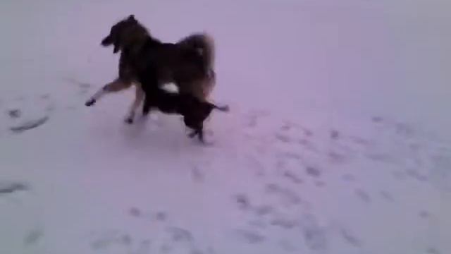 Дурачатся лайка с ягдтерьером . смотреть онлайн