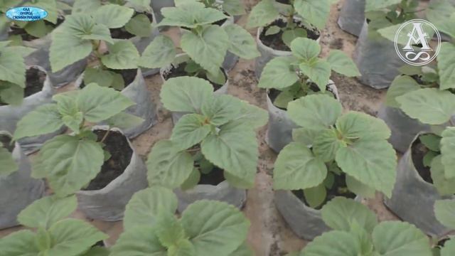 Садоводам любителям смотреть онлайн