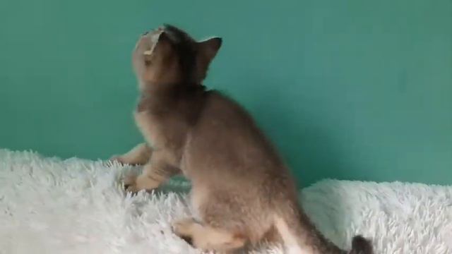 Scottish Straight (шотландский прямоухий)