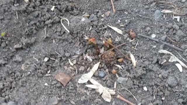 Астильба из семян. Сезон 2. Весна. смотреть онлайн
