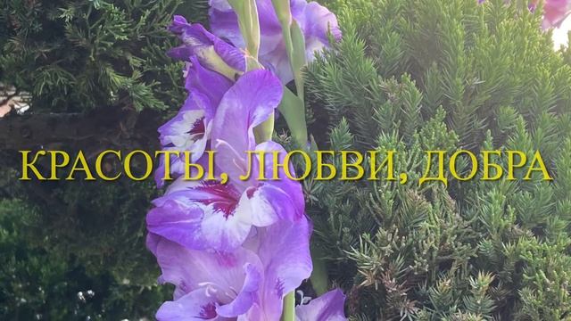 С днем рождения, Аленка! смотреть онлайн
