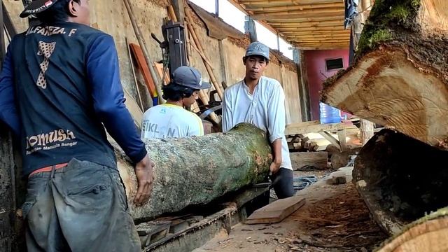 Amazing Sawing Biggest Teak Wood In Sawmill, For 50 Million