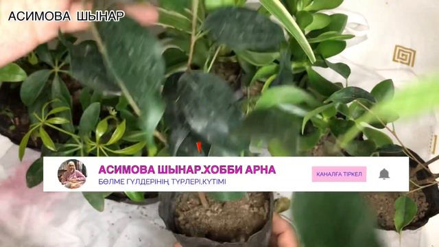 ГҮЛ сатып аларда қалай ТАҢДАУ ЖАСАУ қажет❓❓❓ смотреть онлайн