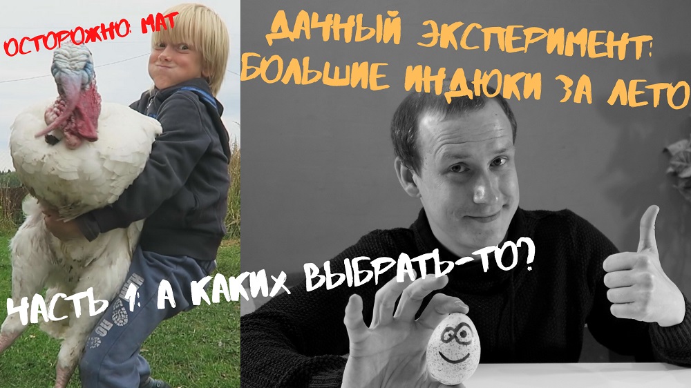 Выращивание бройлерных индюков на даче. Видео 1: Интро и выбор породы. Хайбрид конвертер смотреть онлайн