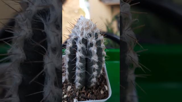 Kaktus Pilosocereus Palmeri/berbulu