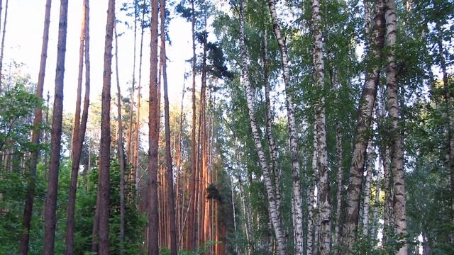 Захожу я в твой лес, словно в храм... смотреть онлайн