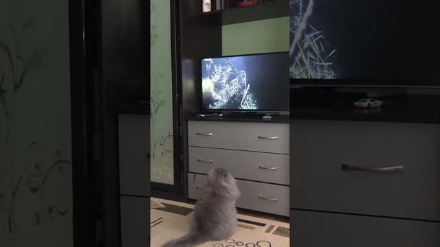 Кот смотрит ТВ смотреть онлайн