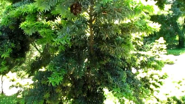 Тсуга канадская /Tsuga Canadensis/обзор растения