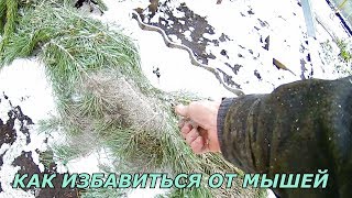 Как избавиться от мышей навсегда простой способ-работает.Как бороться с мышами народными средствами смотреть онлайн