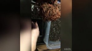 Пересадка туи Смарагд из Р9 ранней весной для передержки