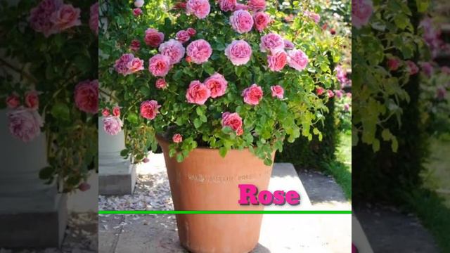 32 Flower Perennials For Garden | Shade Loving Perennial Flowers For Backyard | Plant And Planting