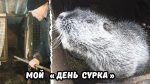 Нутрии / Отвечаю на вопросы