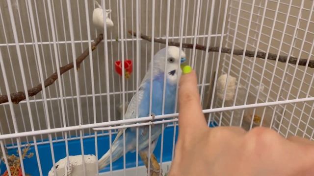 Сюжеты. Апрель’23. Московская весна. Выставки. Большой театр. Поездка домой. Ремонт. смотреть онлайн