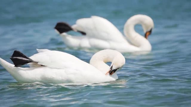 Птицы, прекрасная музыка и видео для отдыха и расслабления, релакс и умиротворение смотреть онлайн