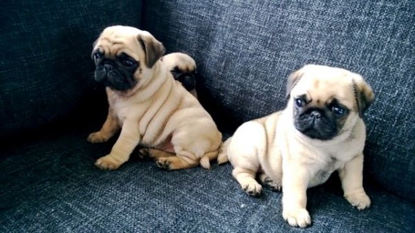 Mops Valper i Bergen/ Cute puppie Pugs in Norway