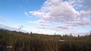 Охота на гуся осенью (Удачные выходные #охотанагуся )