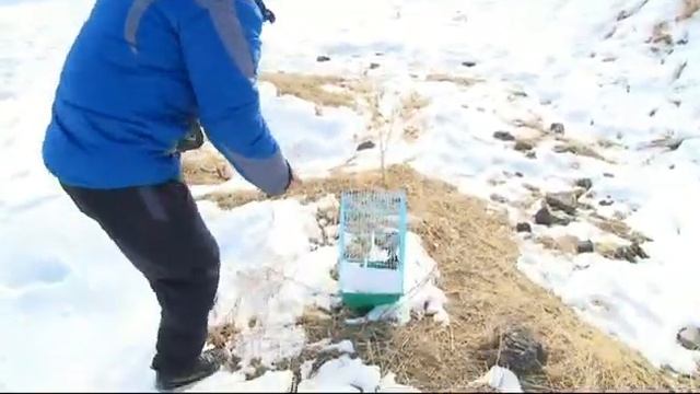 Сава номли кушни овлаш смотреть онлайн