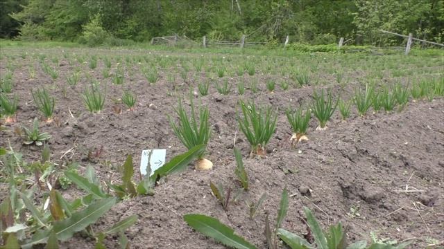 Лук Шалот-урожай 2020 / Shallots-harvest 2020 смотреть онлайн