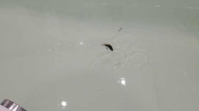 Обзор уловистых воблеров на щуку. Jackall Magallon, Tiny Magalon MR смотреть онлайн