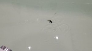 Обзор уловистых воблеров на щуку. Jackall Magallon, Tiny Magalon MR