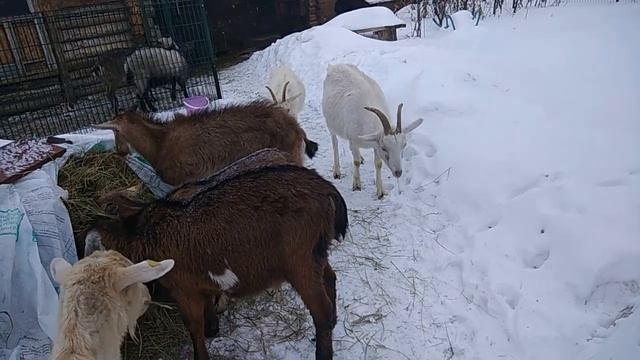 Оставлять козлят под козой или лучше выкармливать из бутылочки? смотреть онлайн