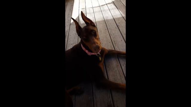 Best Way To Get A Doberman Pinschers Attention :) Smart Dog смотреть онлайн