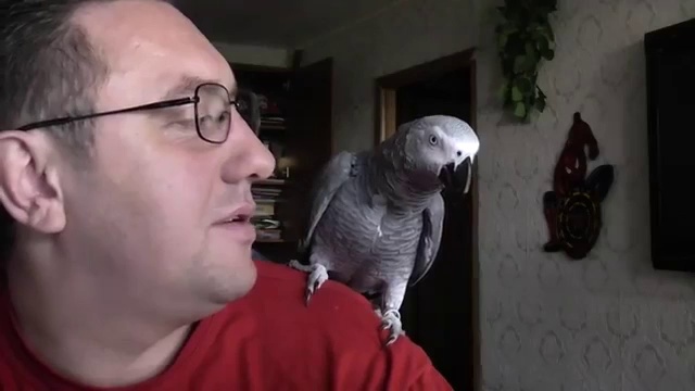 Разговоричивый попугай Гриша смотреть онлайн