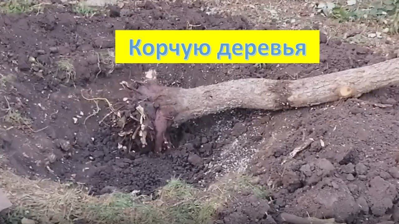 Корчую деревья. Удаляю старые, больные и не урожайные деревья в саду. Октябрь 2022 смотреть онлайн