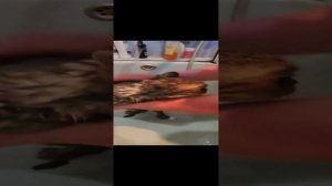 когда вернулась с гульки??