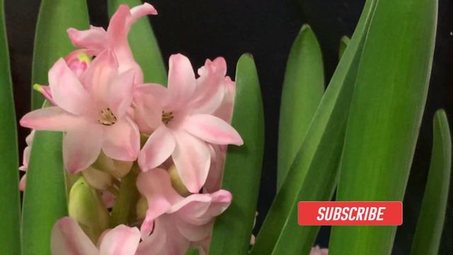 Look! what's growing in my cloakroom? | Hyacinth Pink Pearl смотреть онлайн