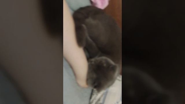 моя кошка спит на моей руке😀😁😁😀😀😍😍😍😍😍 смотреть онлайн